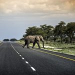 周五的乐趣:平衡城市化和大象在非洲南部
