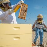 为什么城市应该投资养蜂