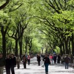 城市树木:对公共卫生的明智投资