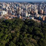 Cities Are Surprising Leaders in Forest Conservation